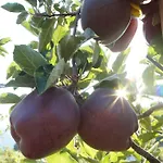 Grumserhof Lägenhet *