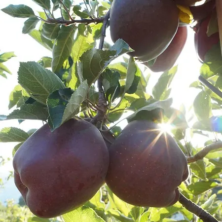 Grumserhof Apartamento *